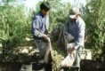 Dirigentes agrarios disconformes con la oferta del Gobierno de subsidiar con 50 centavos el kilo de aceituna 